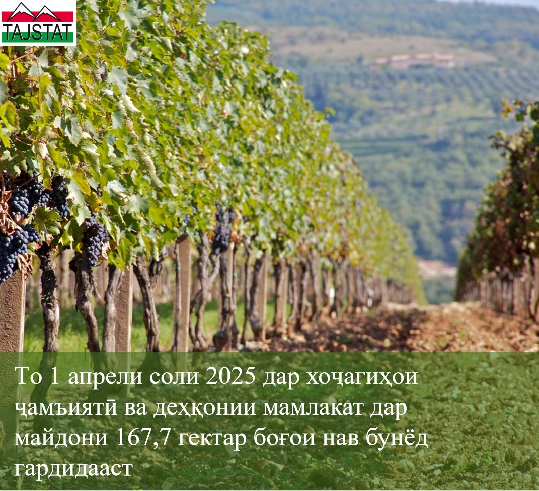 СОҲАИ БОҒУ ТОКПАРВАРӢ ДАР МАСИРИ РУШД
