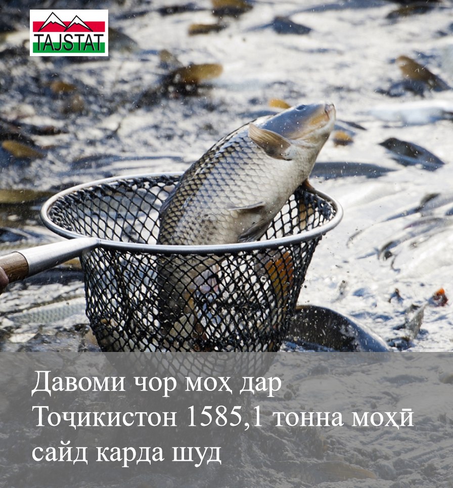 ҲАҶМИ МАҲСУЛОТИ МОҲИПАРВАРӢ 45,1 МИЛЛИОН СОМОНИРО ТАШКИЛ ДОД