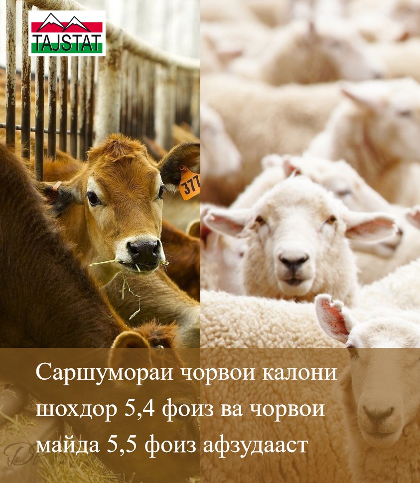 САРШУМОРАИ ЧОРВОИ КАЛОНИ ШОХДОР 5,4 ФОИЗ ВА ЧОРВОИ МАЙДА 5,5 ФОИЗ АФЗУДААСТ