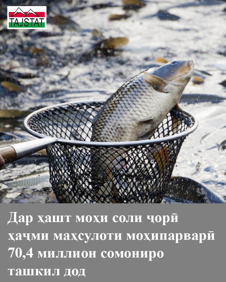 ҲАҶМИ МАҲСУЛОТИ МОҲИПАРВАРӢ 70,4 МИЛЛИОН СОМОНИРО ТАШКИЛ ДОД