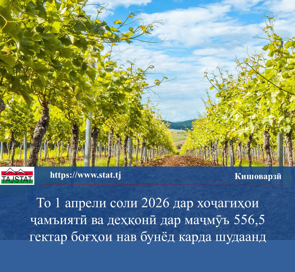 Development of horticulture: 556.5 hectares of new orchards and 72.1 hectares of restored vineyards