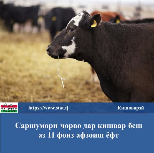 Поголовье скота в стране увеличилось более чем на 11 процентов