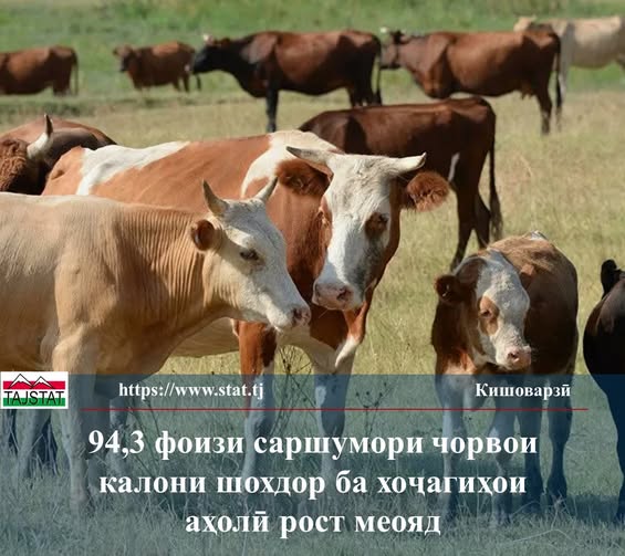 САРШУМОРИ ЧОРВОИ КАЛОНИ ШОХДОР ДАР ТОҶИКИСТОН 8,4 ФОИЗ АФЗОИШ ЁФТ